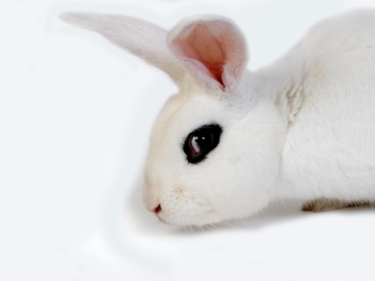 Un ejemplo de conejo Hotot.