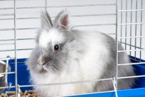 ¿Por qué mi conejo muerde la jaula?