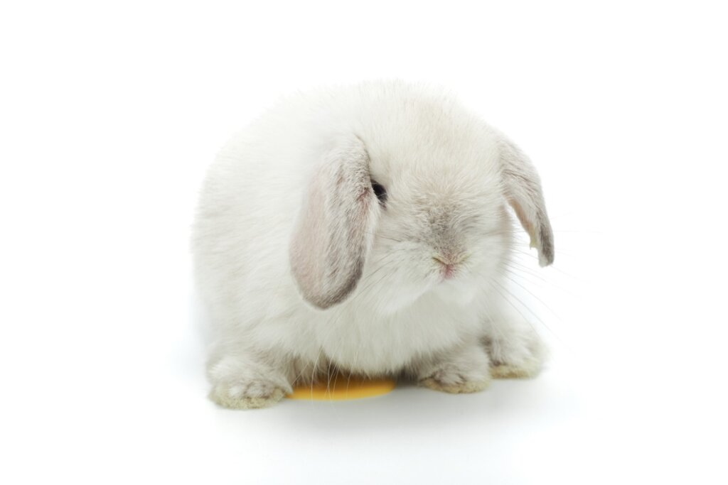 Un conejo se orina sobre el suelo en un fondo blanco.