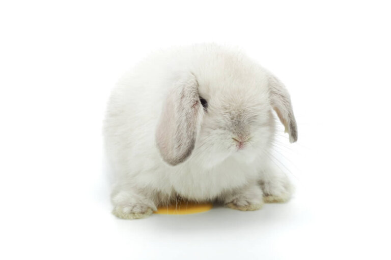 ¿Por qué mi conejo me orina?