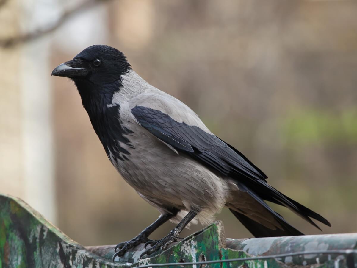A crow of the Corvus cornix species.