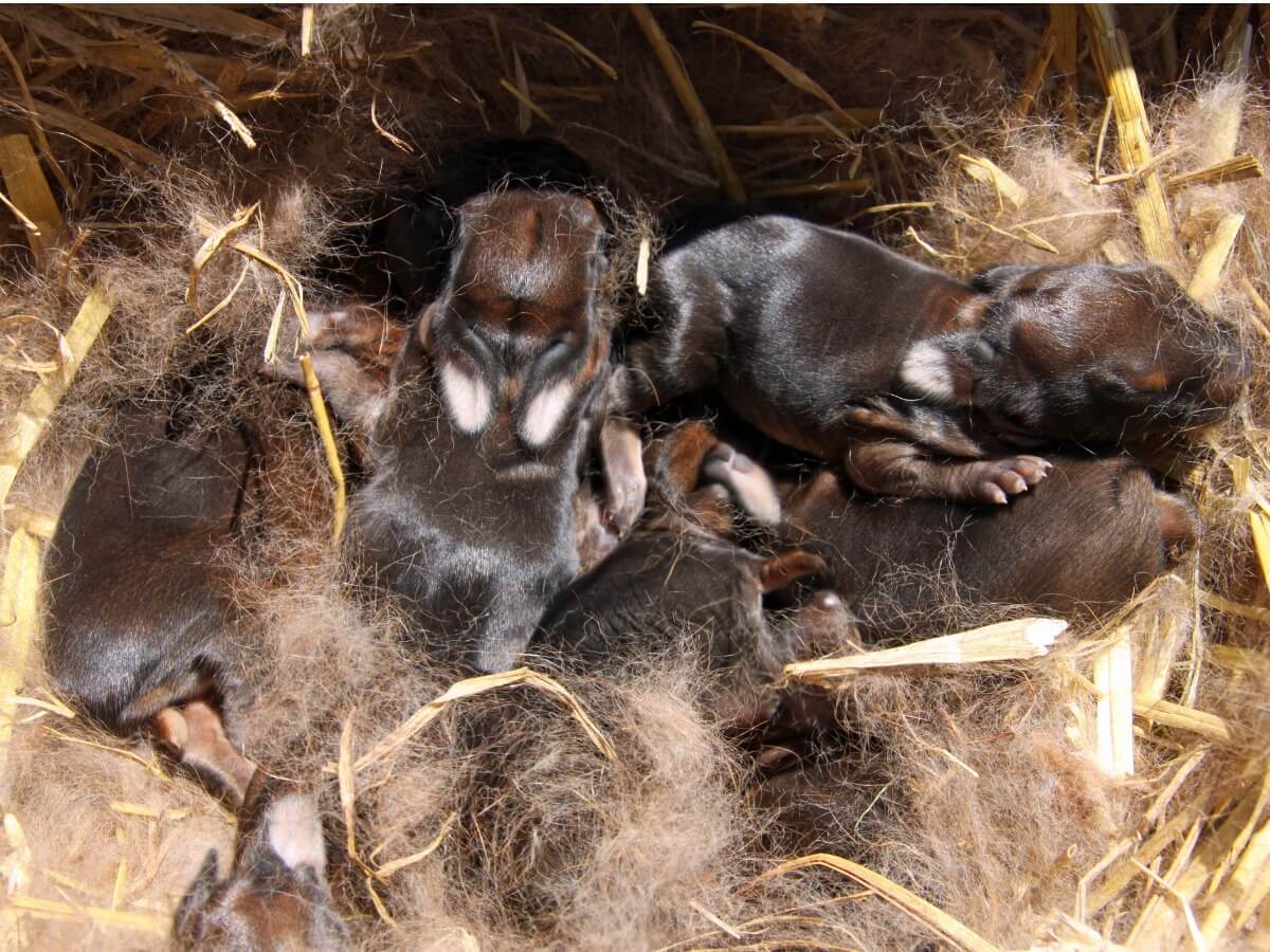 Alguns coelhos recém-nascidos no ninho.