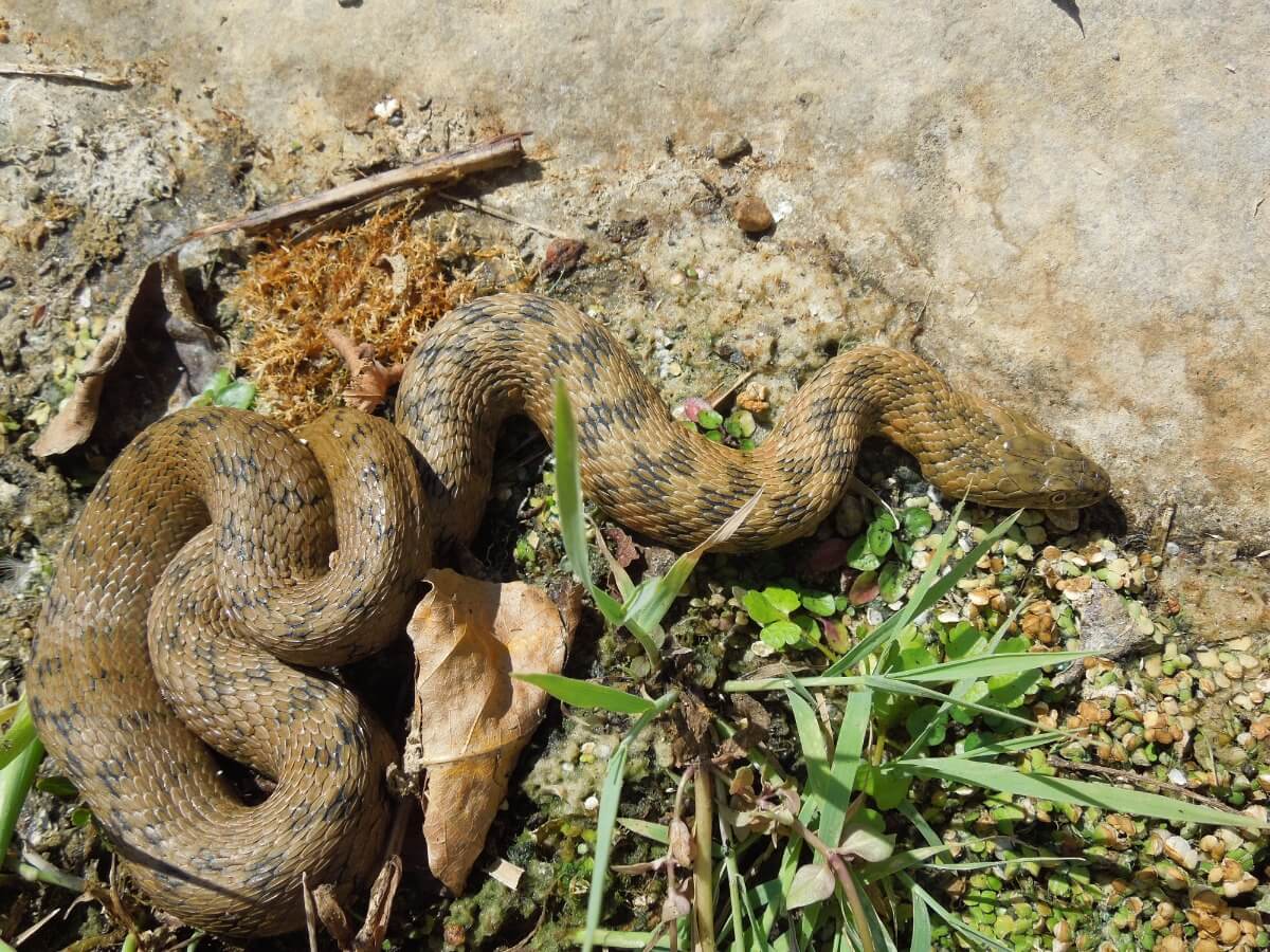 Couleuvre vipérine.
