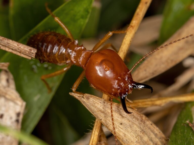 10 curiosidades de las termitas