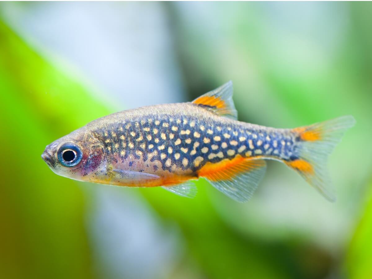 Un des poissons adaptés à un aquarium de 10 litres.