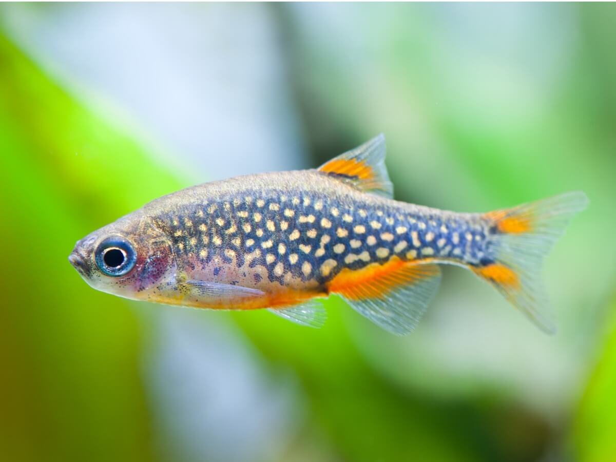 Uno de los peces para un acuario pequeño.