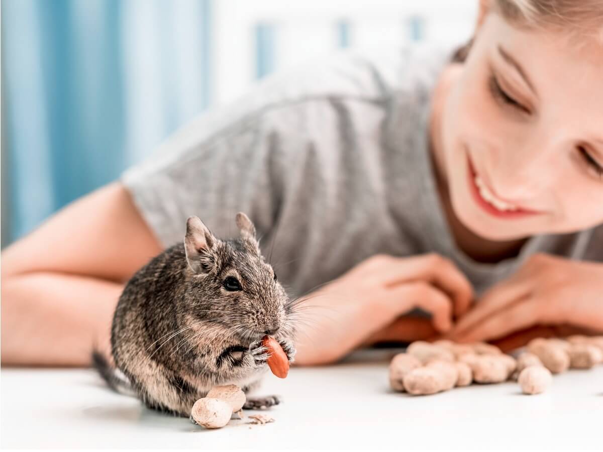 Do you want to know the degu's behavior?