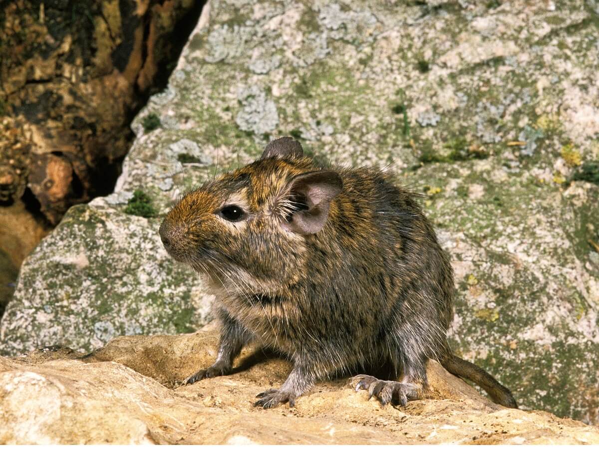 A degu on a rock.