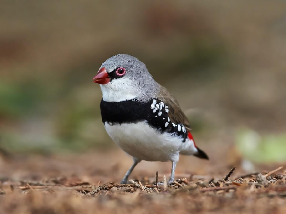 Uno de los pájaros tropicales más pequeños del mundo.