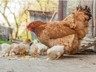 Diferencias entre pollos y gallinas