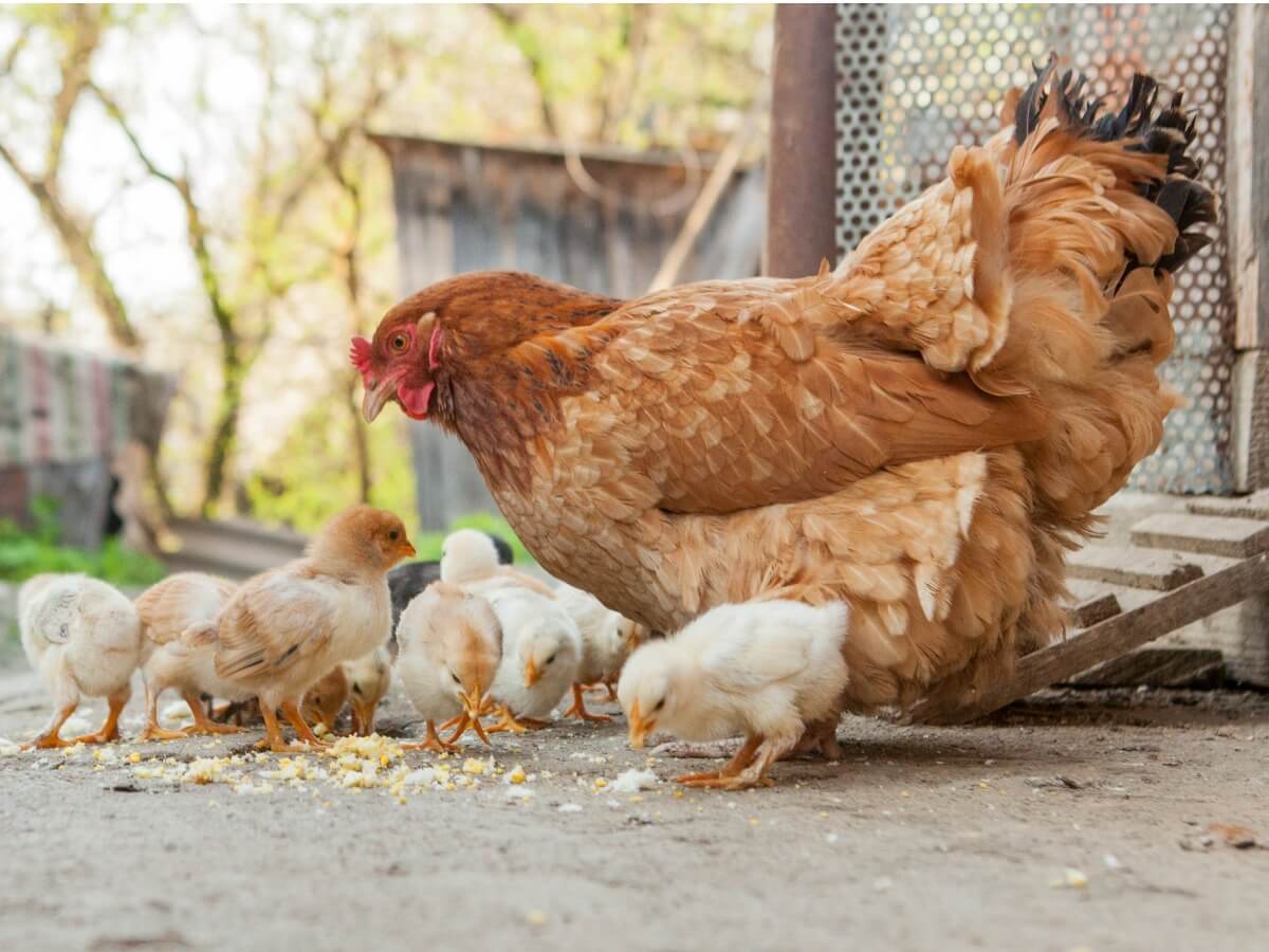 Una gallina con sus polluelos.