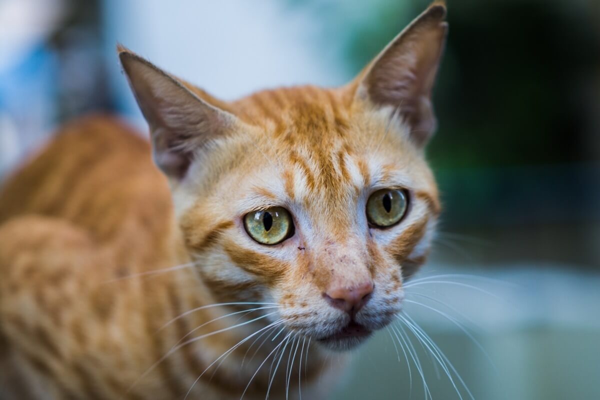 Hay muchos signos que indican que tu gato puede tener cáncer.