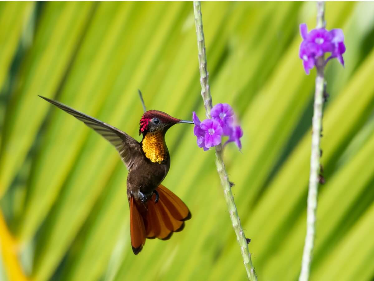 Ciclo de vida del colibrí