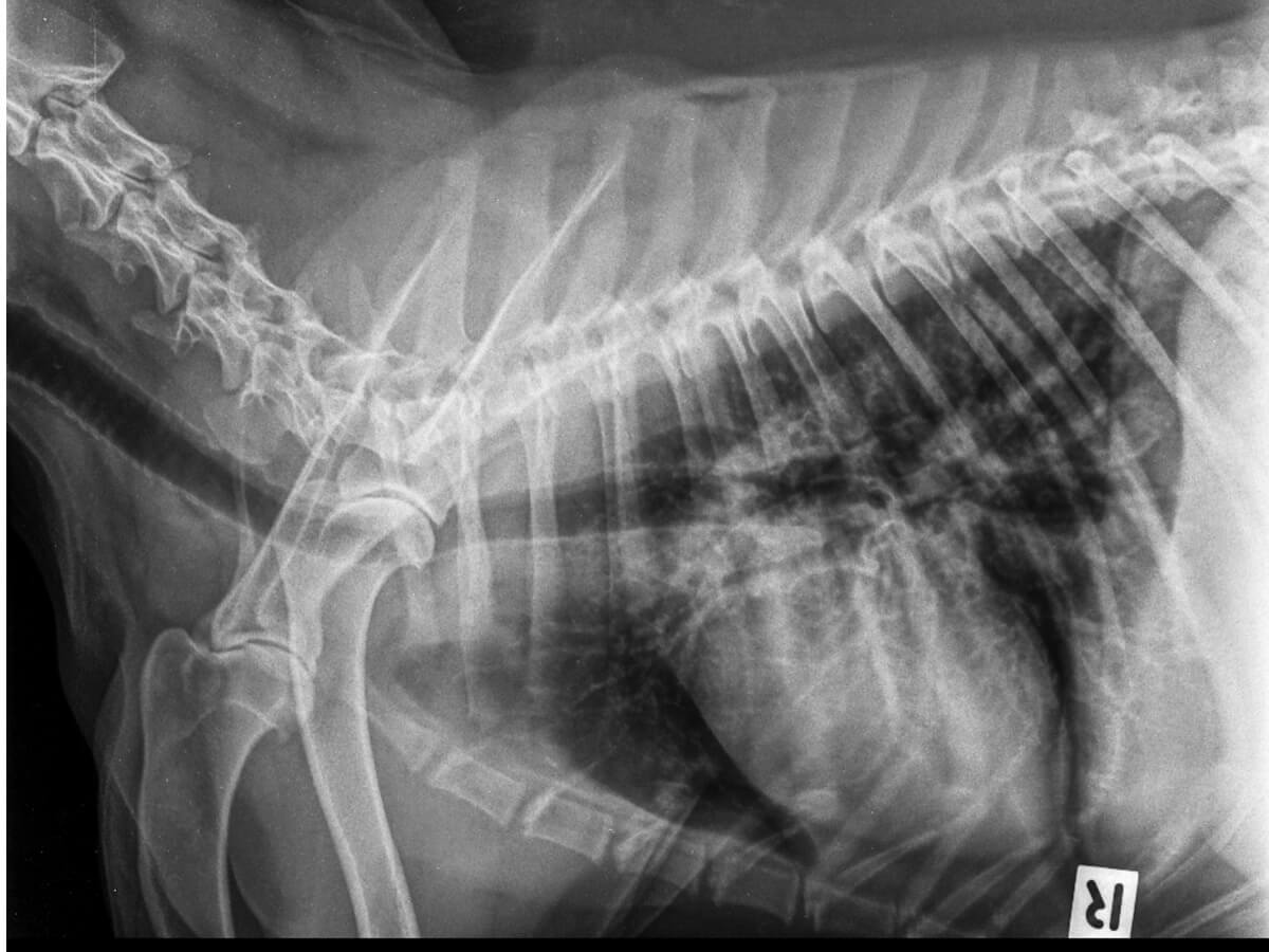 un ejemplo del neumotórax en perros.