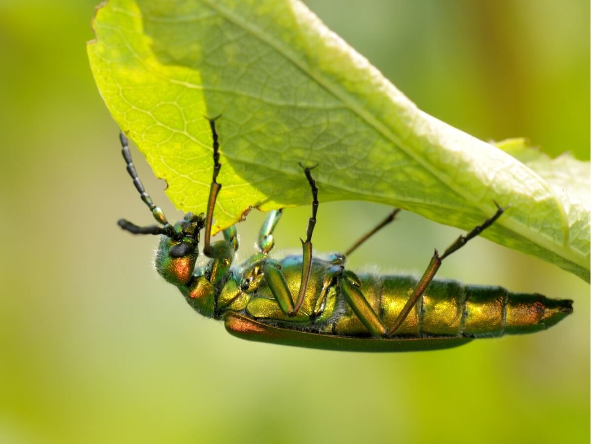 Les insectes les plus venimeux.
