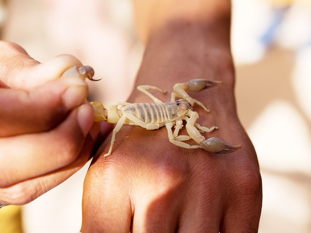 Skorpionit ovat yksi 10 vaarallisimmista aavikkoeläimestä.
