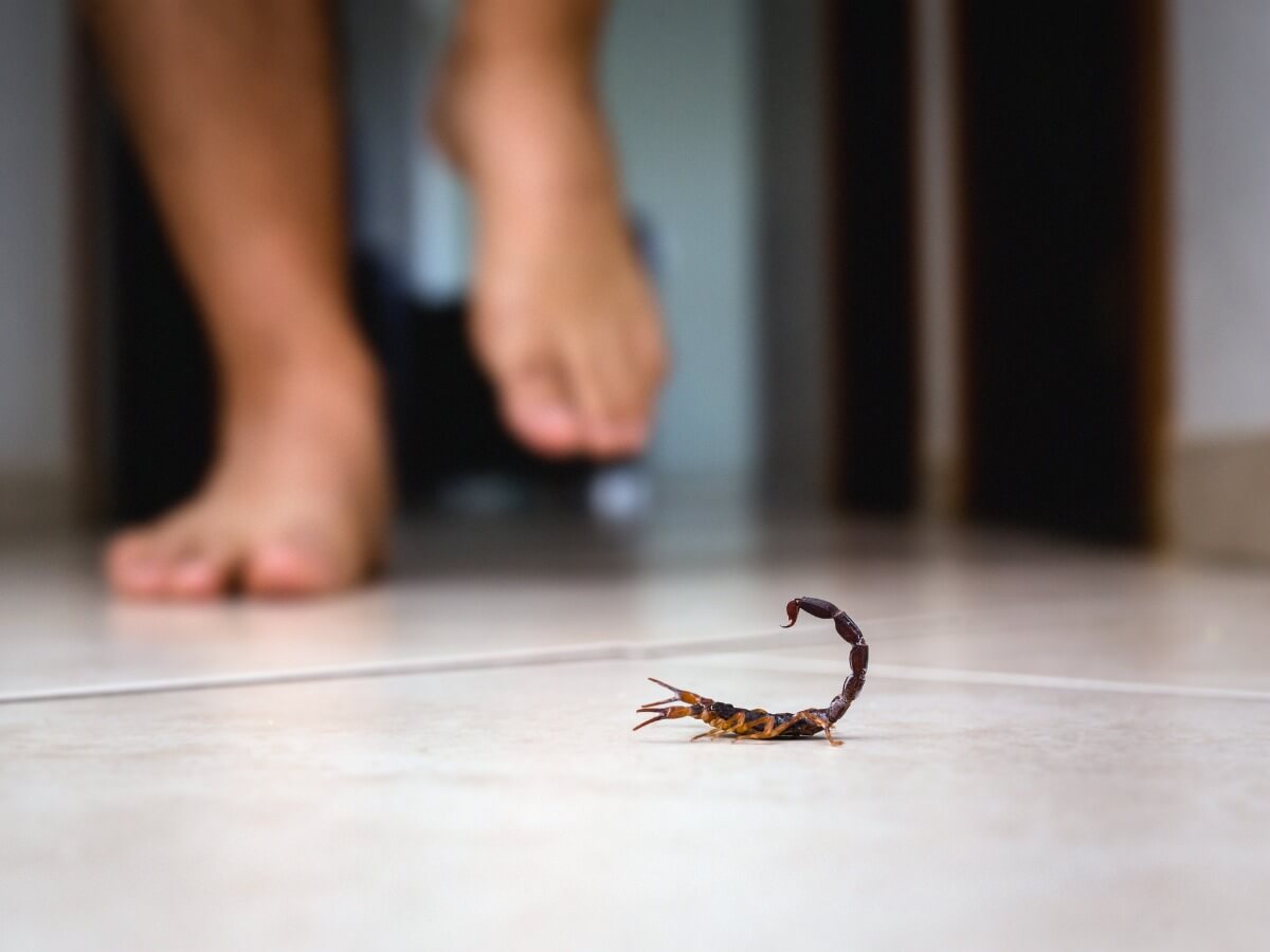 Skorpionstiche - Skorpion auf dem Boden und ein Mensch ohne Schuhe