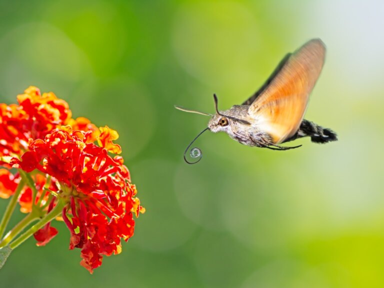 Esfinge colibrí: hábitat y características
