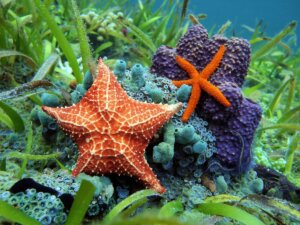 ¿Qué comen las estrellas de mar?