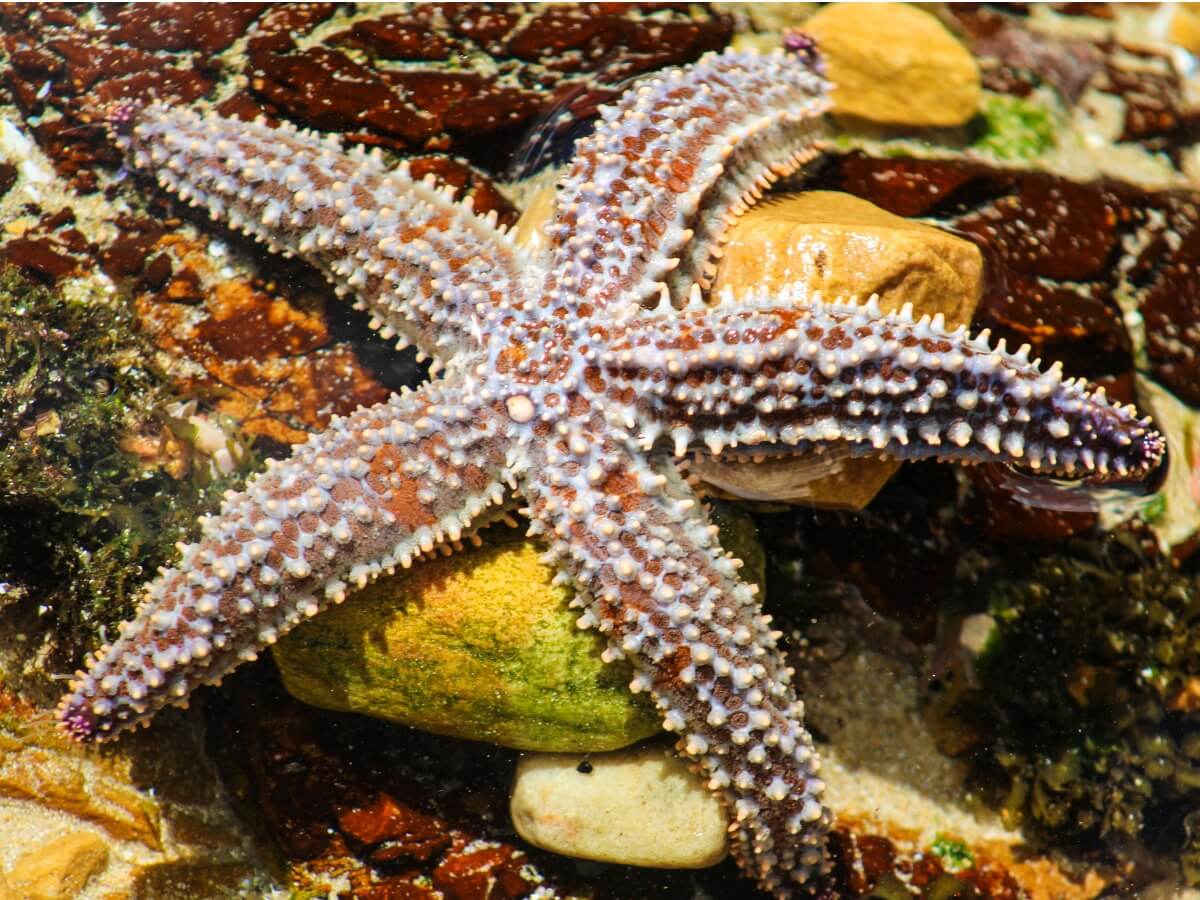 Una estrella de mar en el fondo marino.