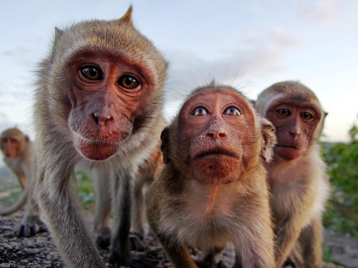 Brown monkeys looking at the camera.