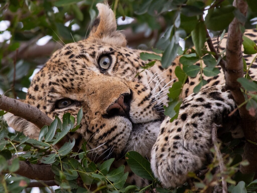 Existen muchas curiosidades sobre los felinos salvajes.