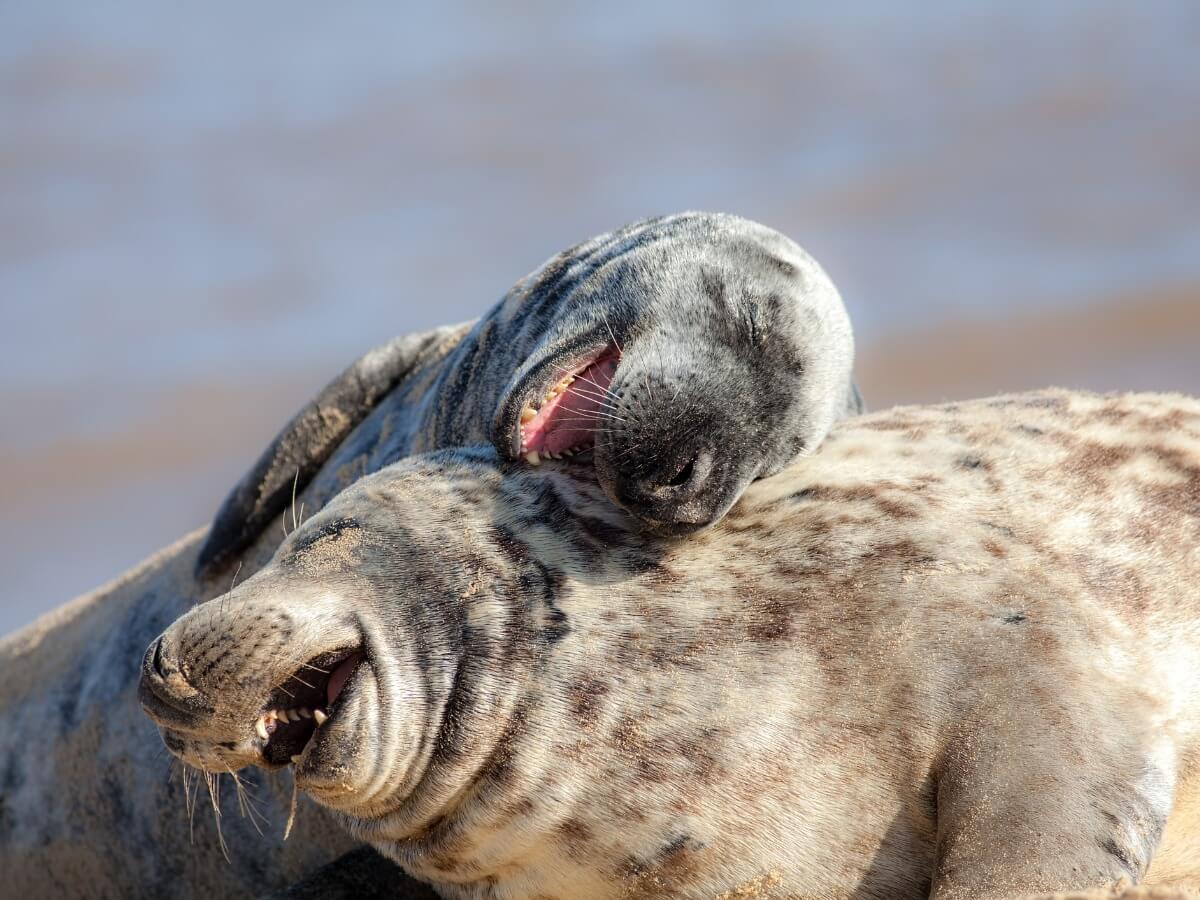 Two seals.