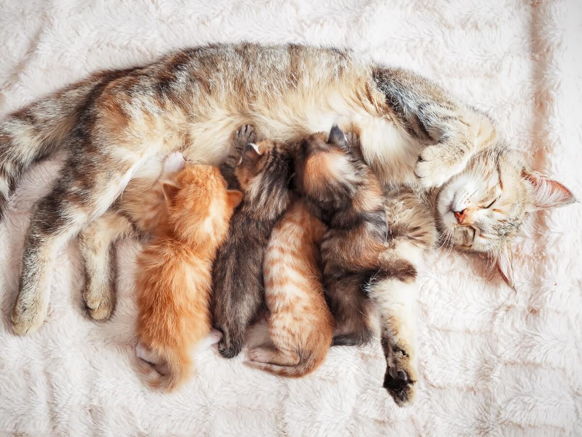 A cat and its kittens.