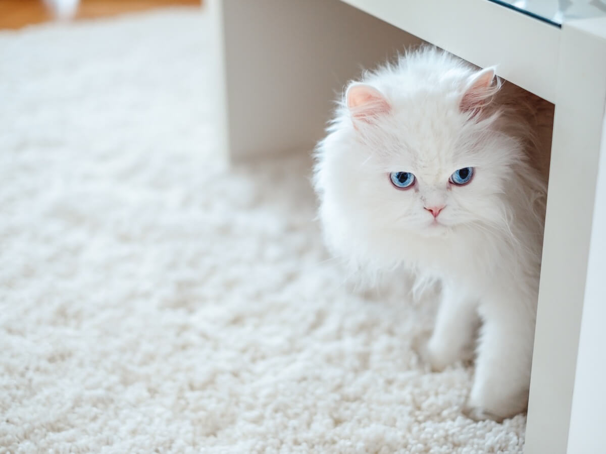 Un gatto albino sotto un tavolo.