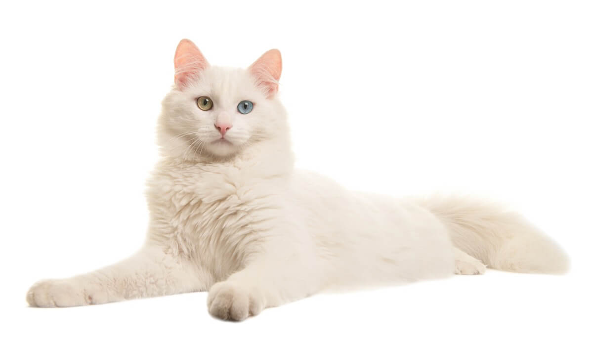 Un gato albino sobre un fondo blanco.