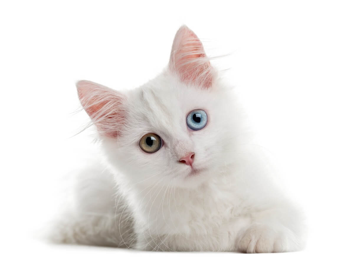 Een albino-kat met tweekleurige ogen
