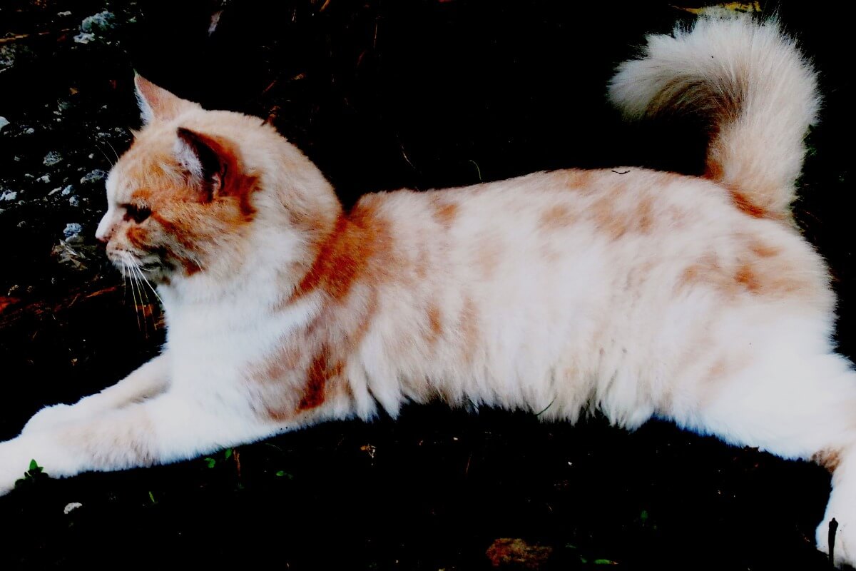 A Turkish Angora cat.