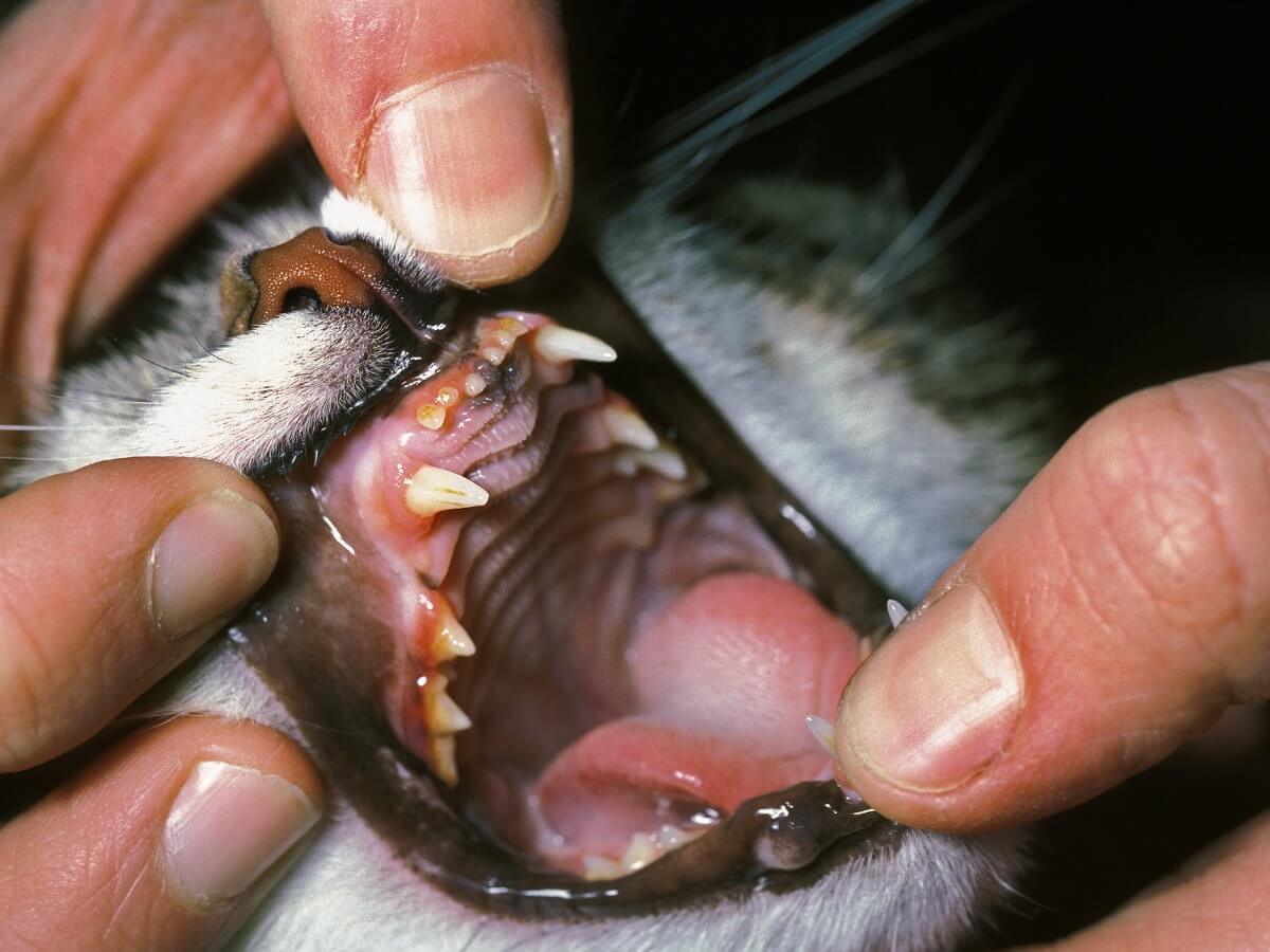 Oral diseases in cats.