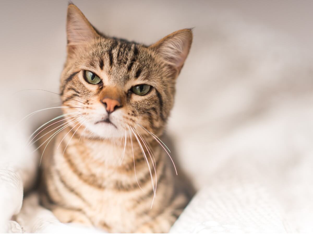 En arg svartsjuk katt.