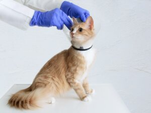 ¿Las gatas esterilizadas pueden tener relaciones?