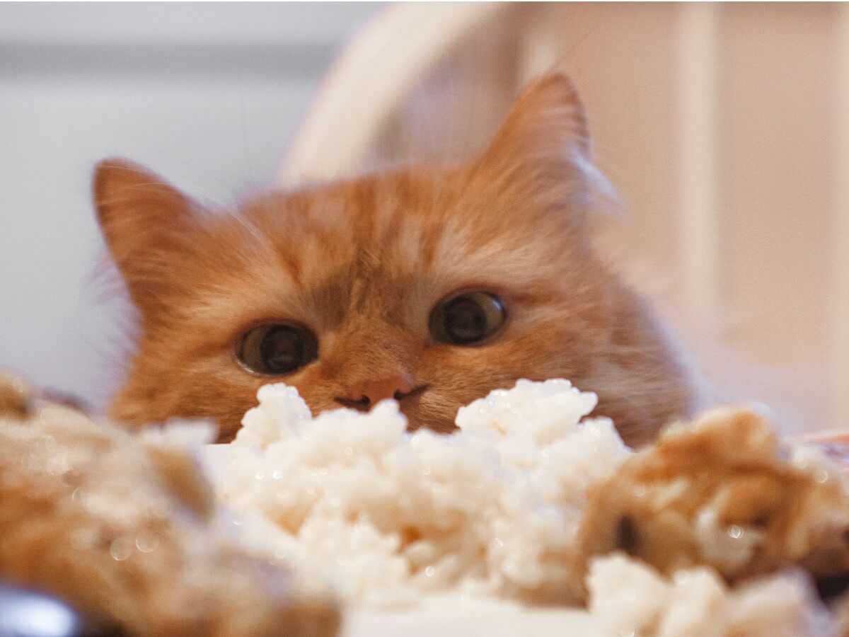 A cat with rice.