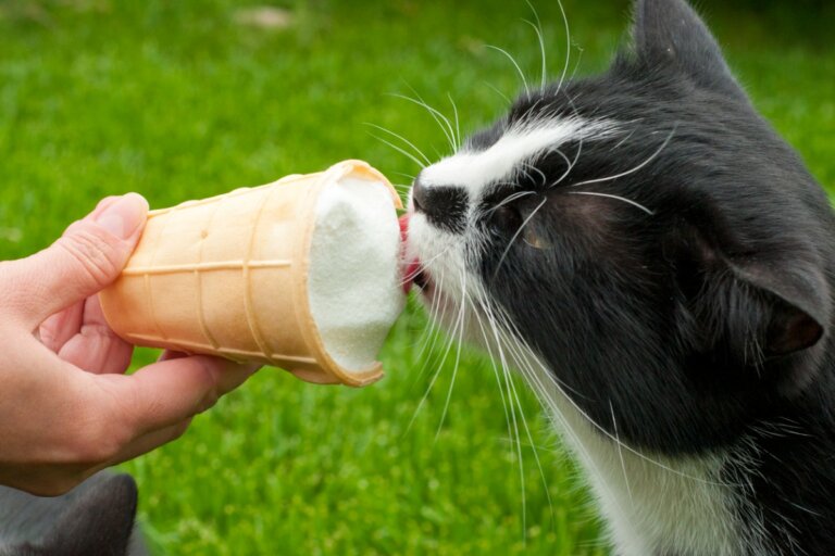 ¿Los gatos pueden comer helado?
