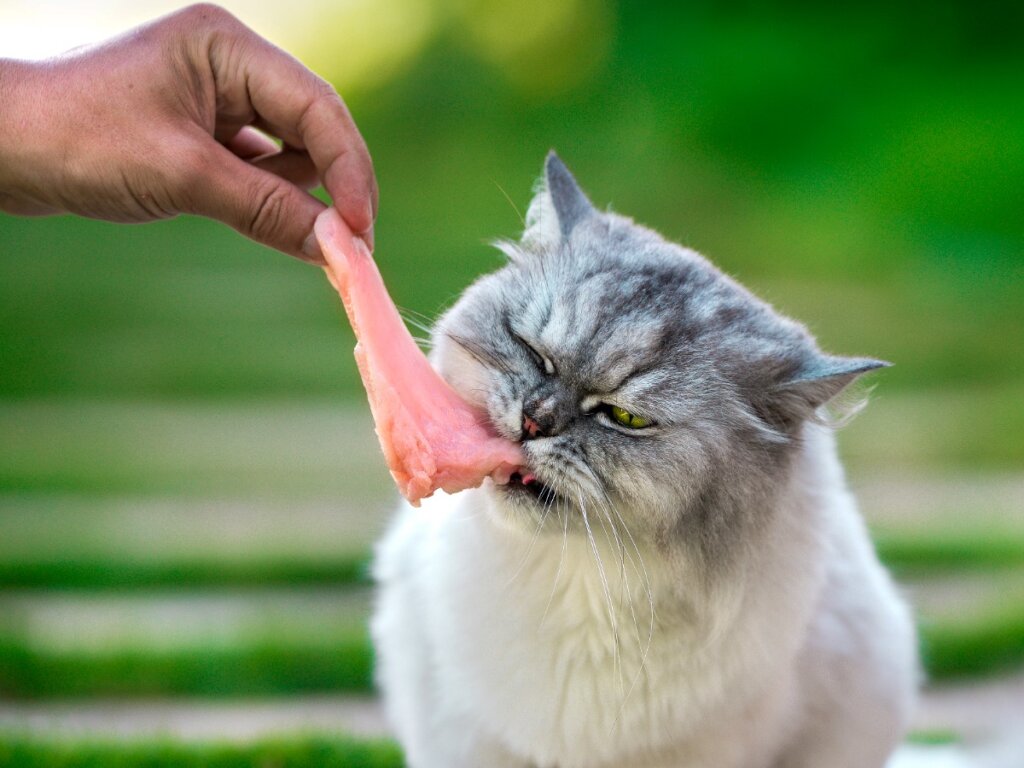 Introducir 83+ imagen gatos comiendo pollo