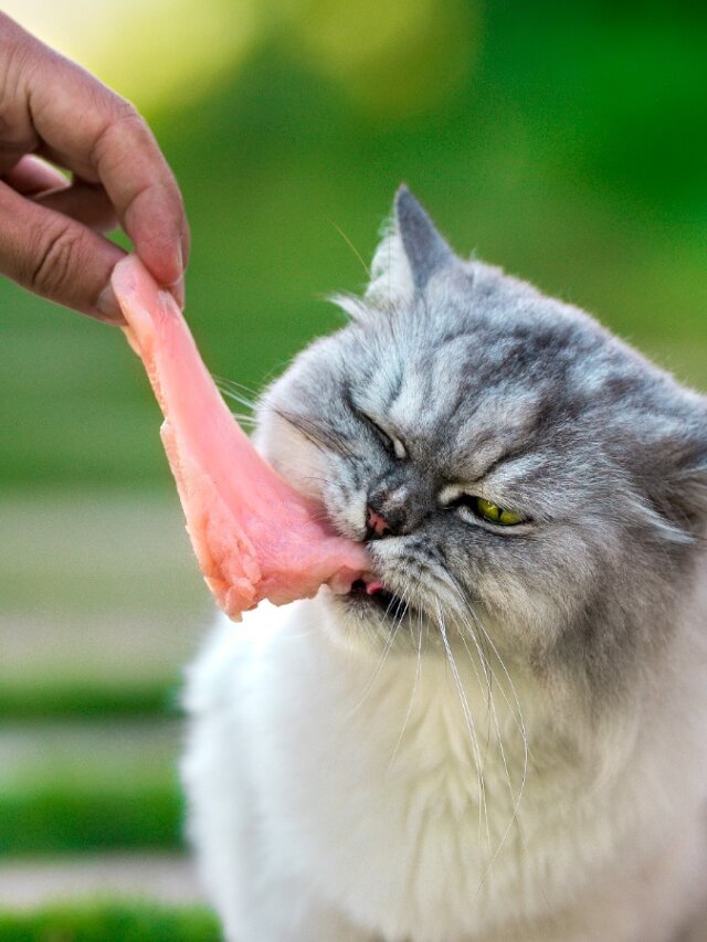Pueden los gatos comer pollo crudo? - Mis Animales