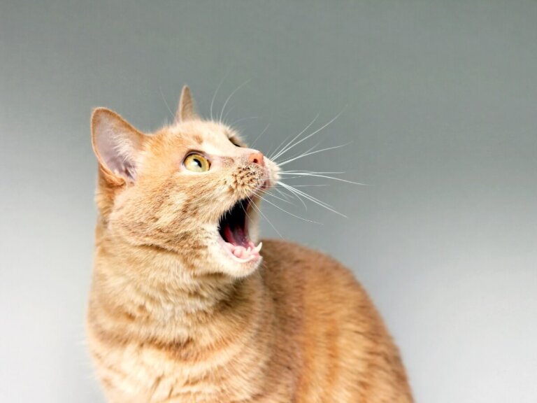 Mi gato vomita espuma blanca: ¿a qué se debe?