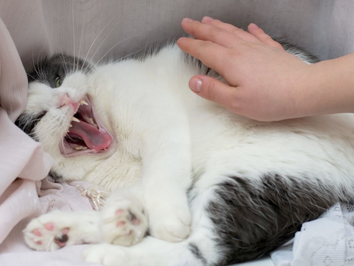 ¿Por qué mi gato no se deja tocar?