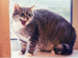 12 señales de que tu gato no te quiere
