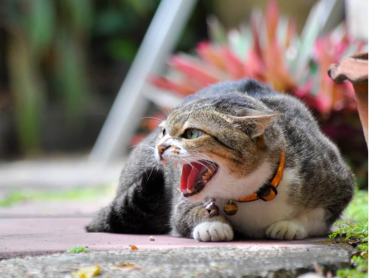 En veldig sint katt utenfor et hus.