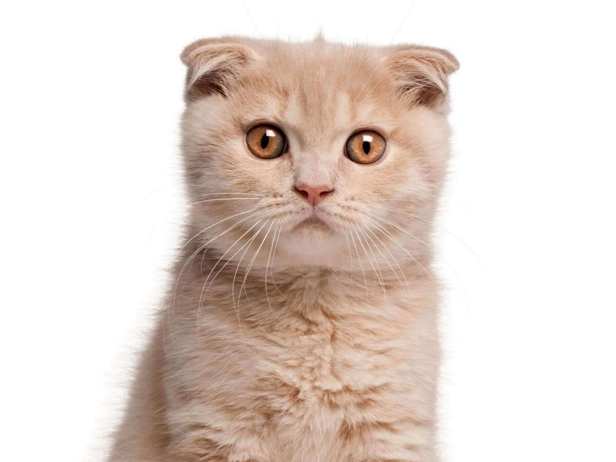 13 races de chats roux