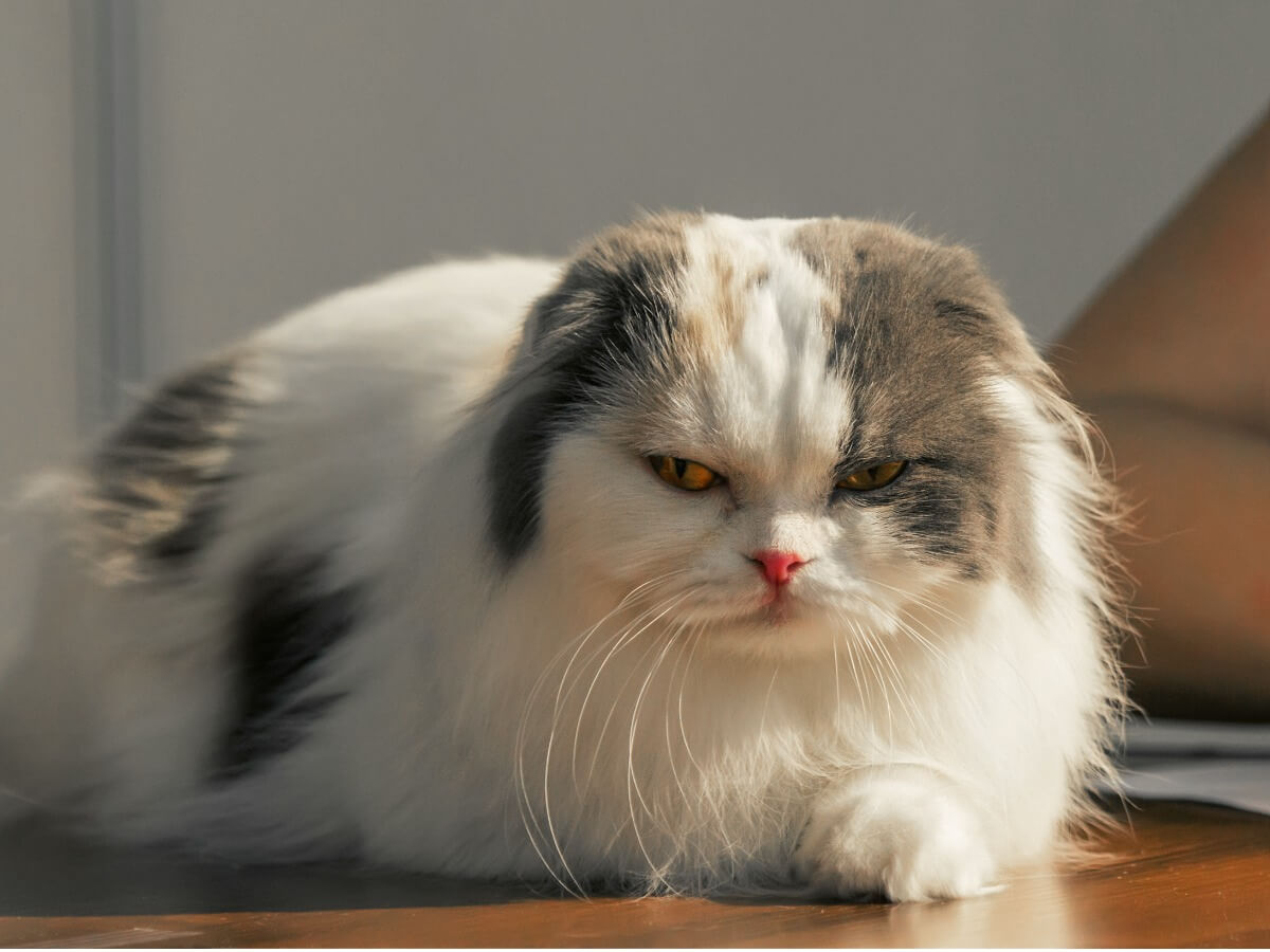 Un gato highland fold en una casa.