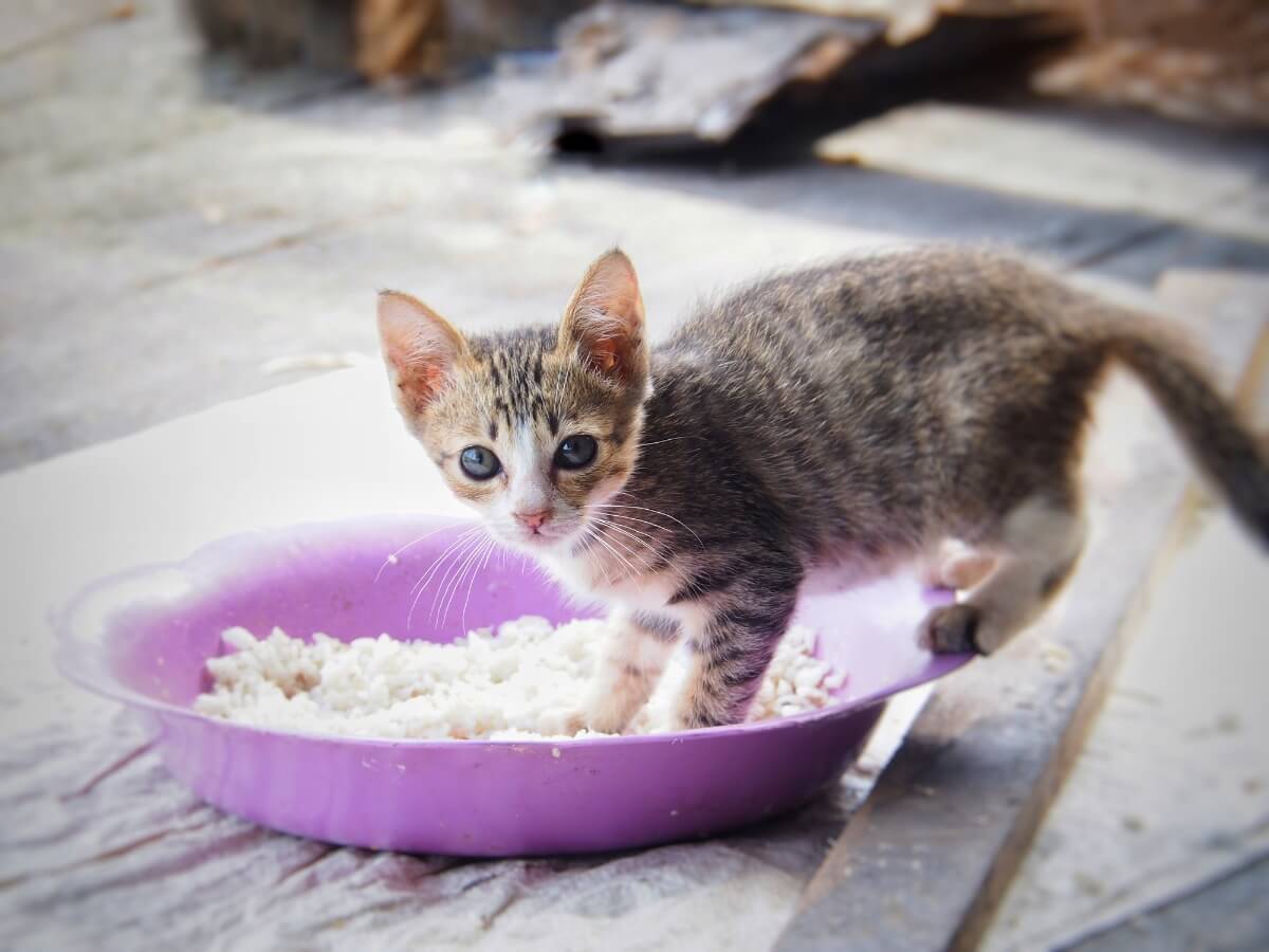 A cat plays with a plate of rice.