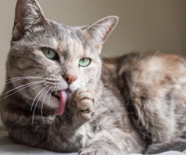 Estereotipias en gatos: causas, síntomas y tratamiento