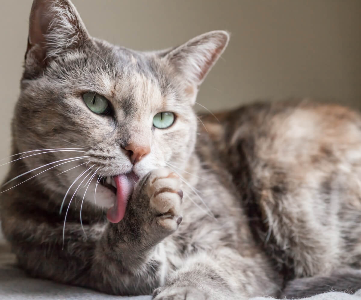 El lamido es una de las estereotipias en gatos comunes.