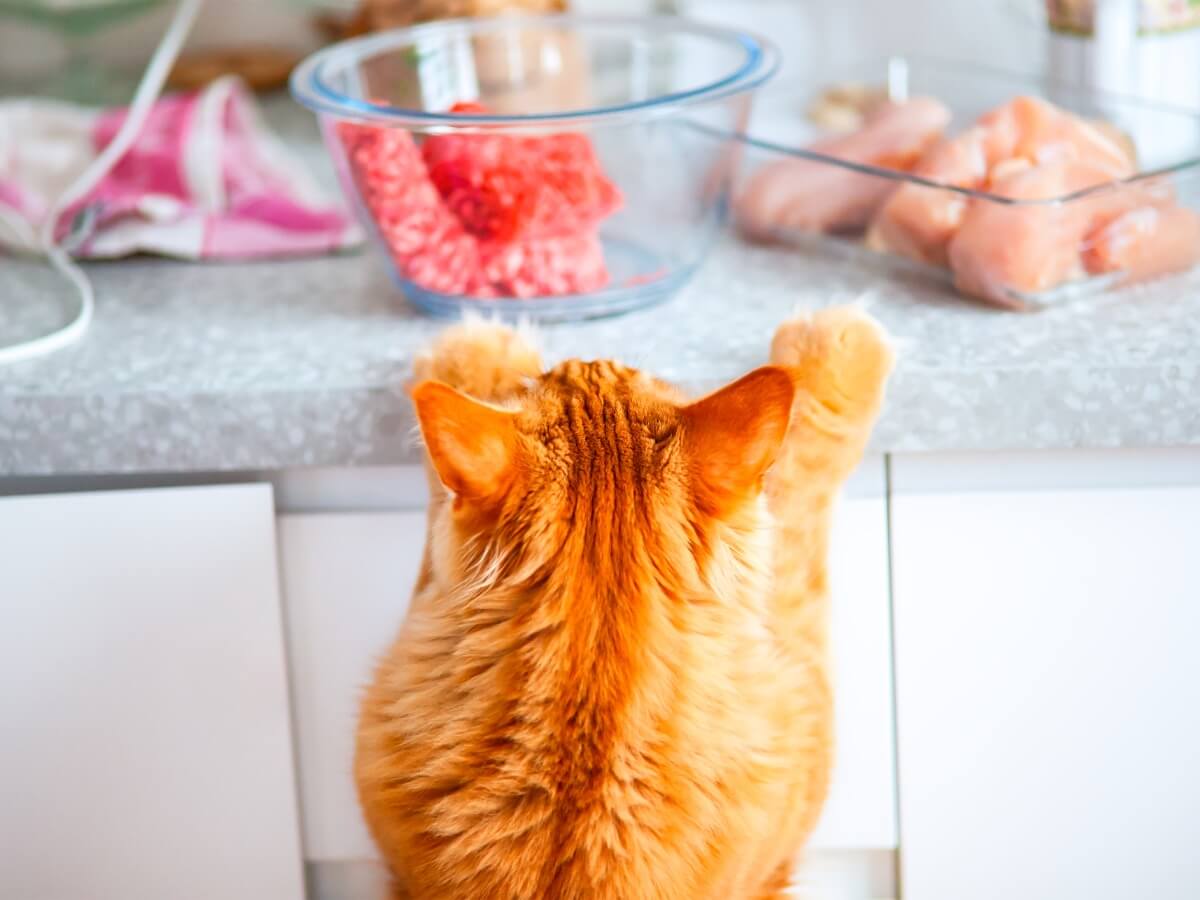 Un gato mira un bol de carne cruda.