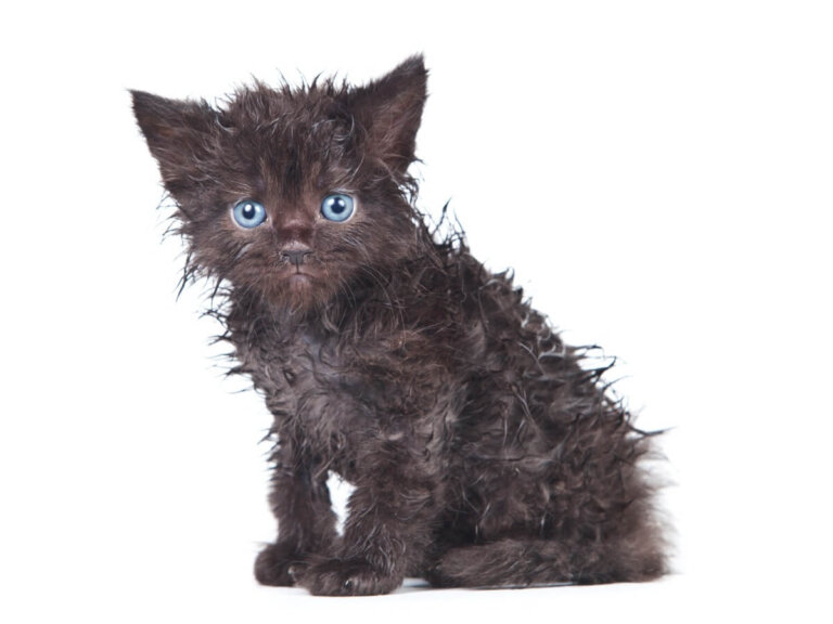 ¿Por qué mi gato no se lava?
